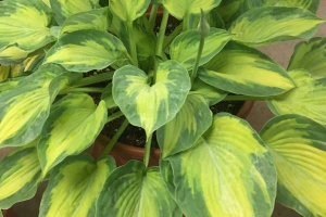 Sister Act, Hosta 